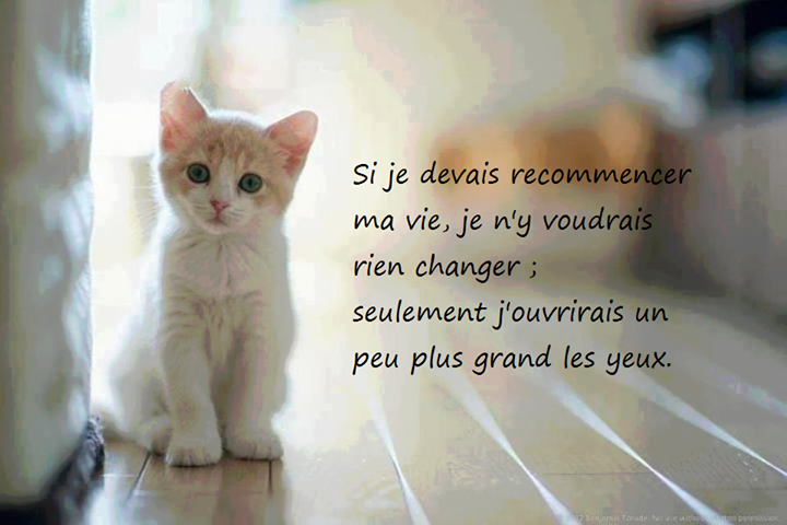 paroles de chat 2026